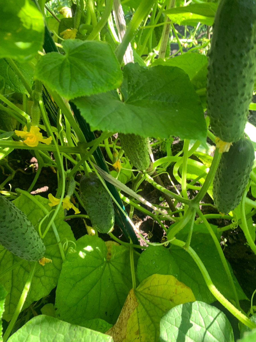 Огуречник. фото автора