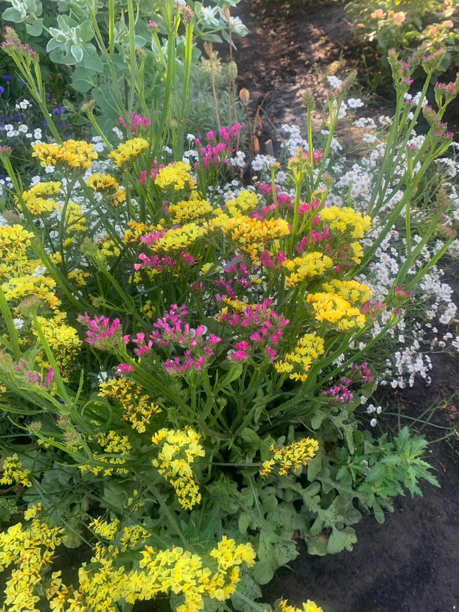 Статица на фоне тысячелистника Птармика. 