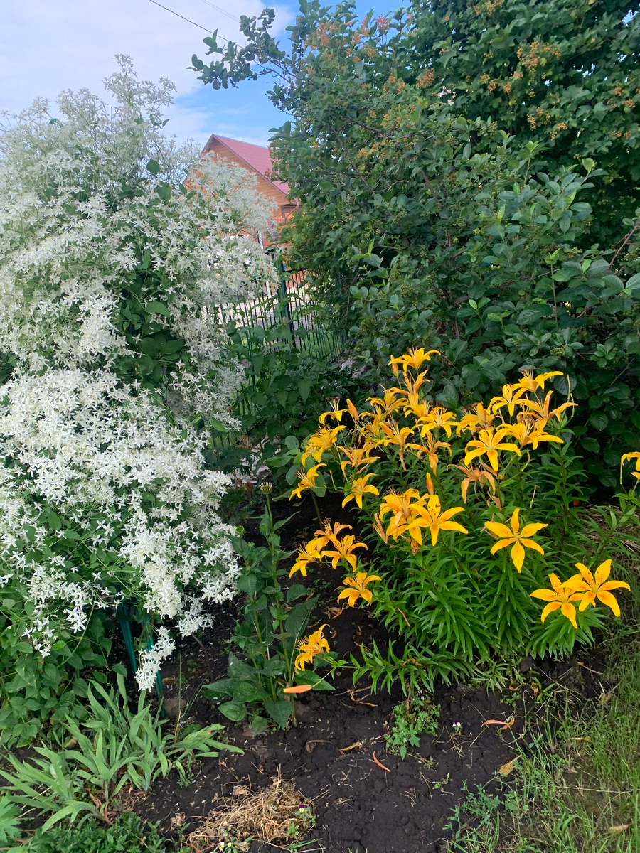 В палисаднике, фото автора