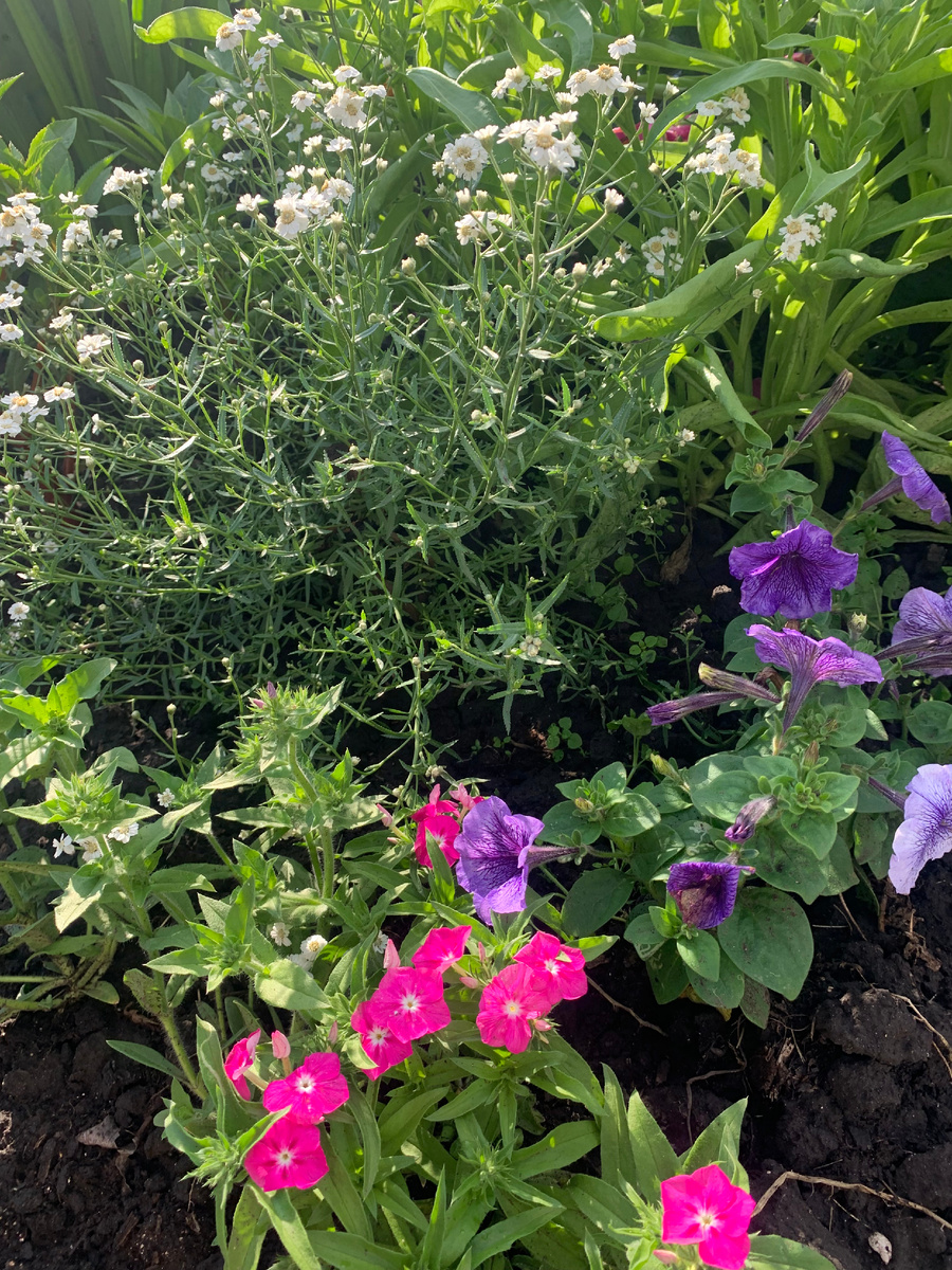 Птармика, все фото автора