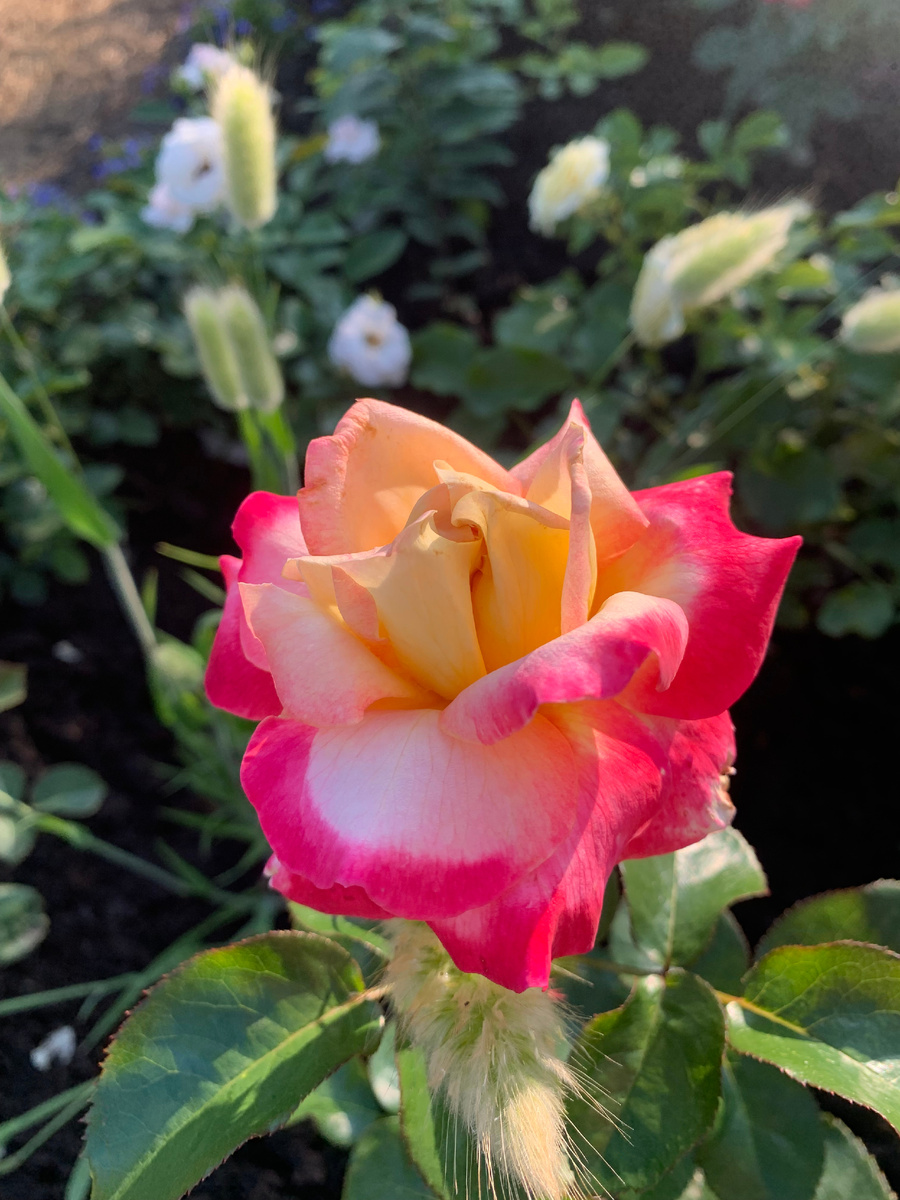 роза Пульман Ориент Экспресс, все фото автора