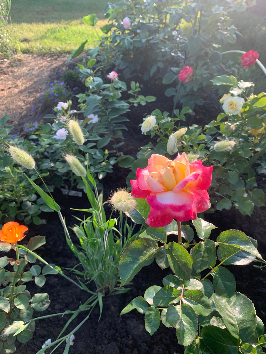 роза Пульман Ориент Экспресс, все фото автора