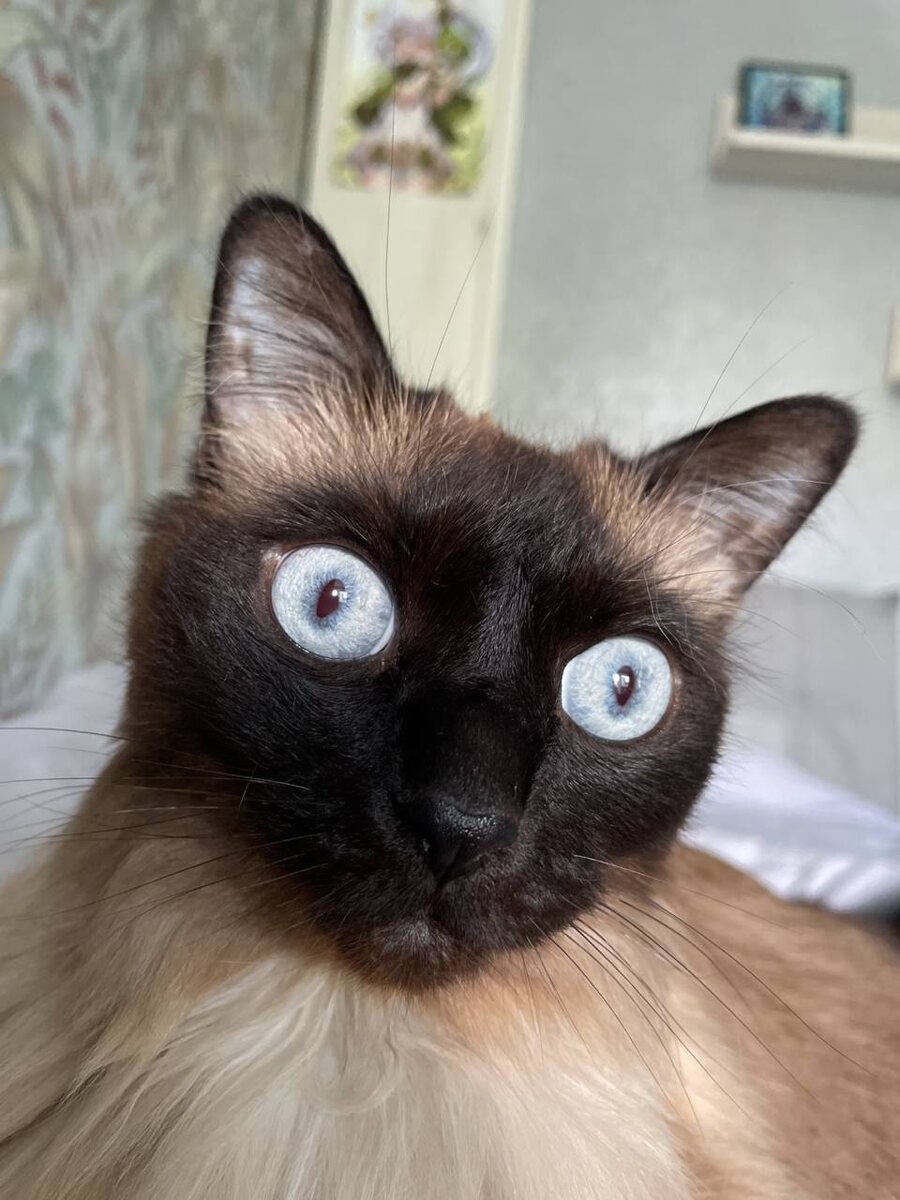 25 мая 2023 года - Пуша месяц живет у меня