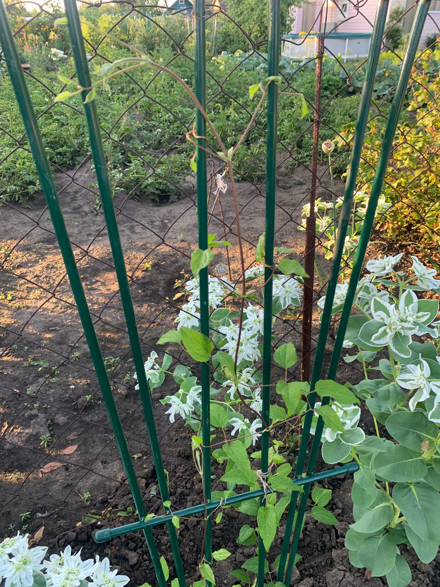 клематис "Сказка" все фото автора.