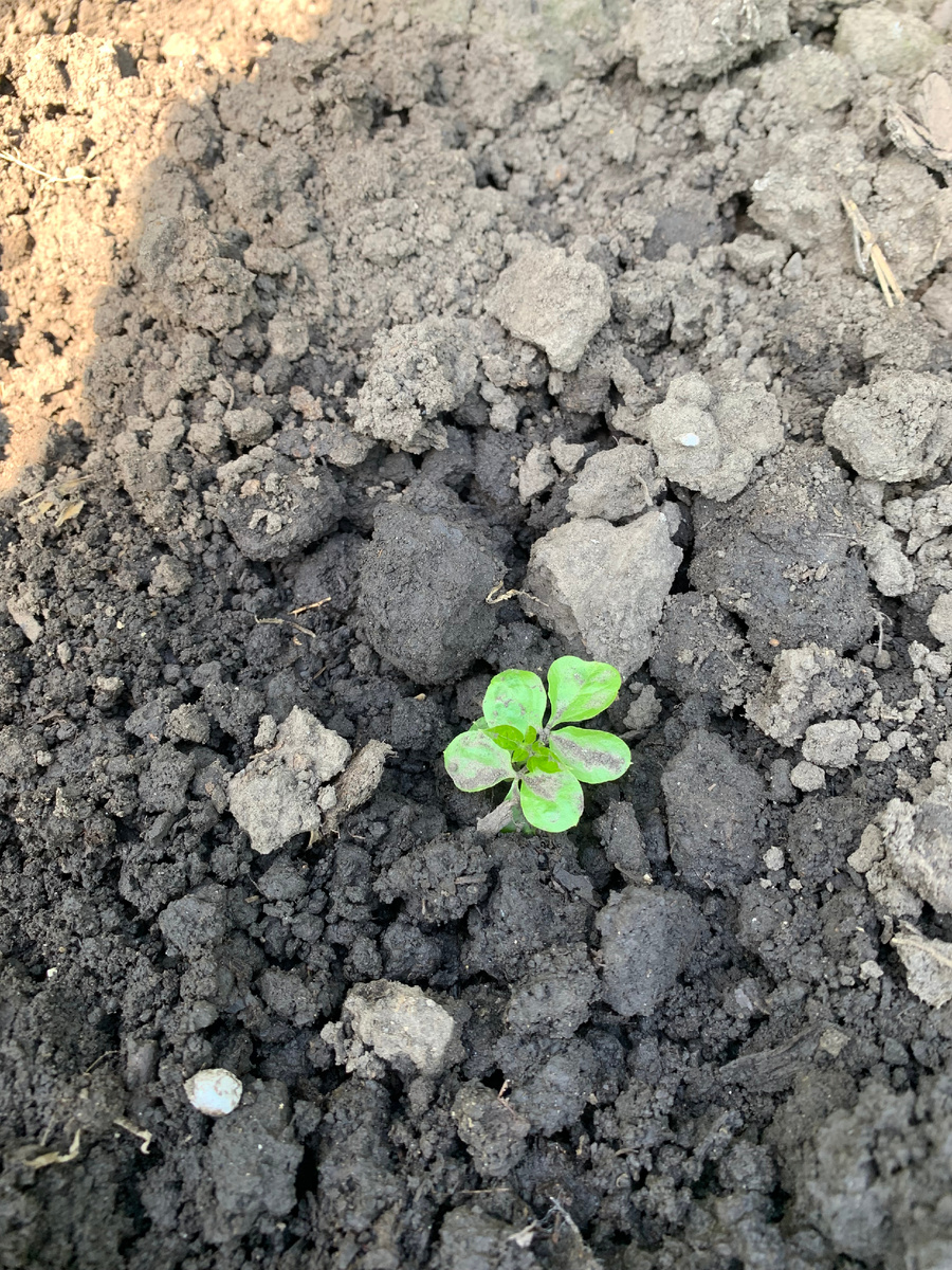 Космическая мелодия