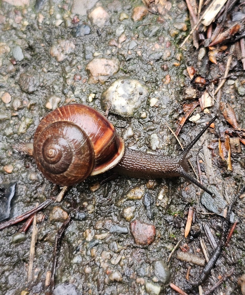 Так много улиток. Мы их спасали с проезжей части)