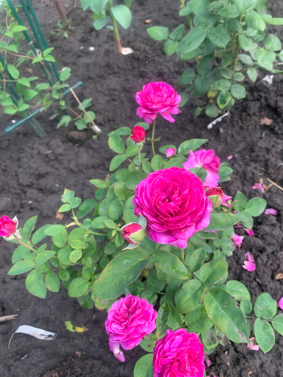 роза Хайди Клум, фото автора.