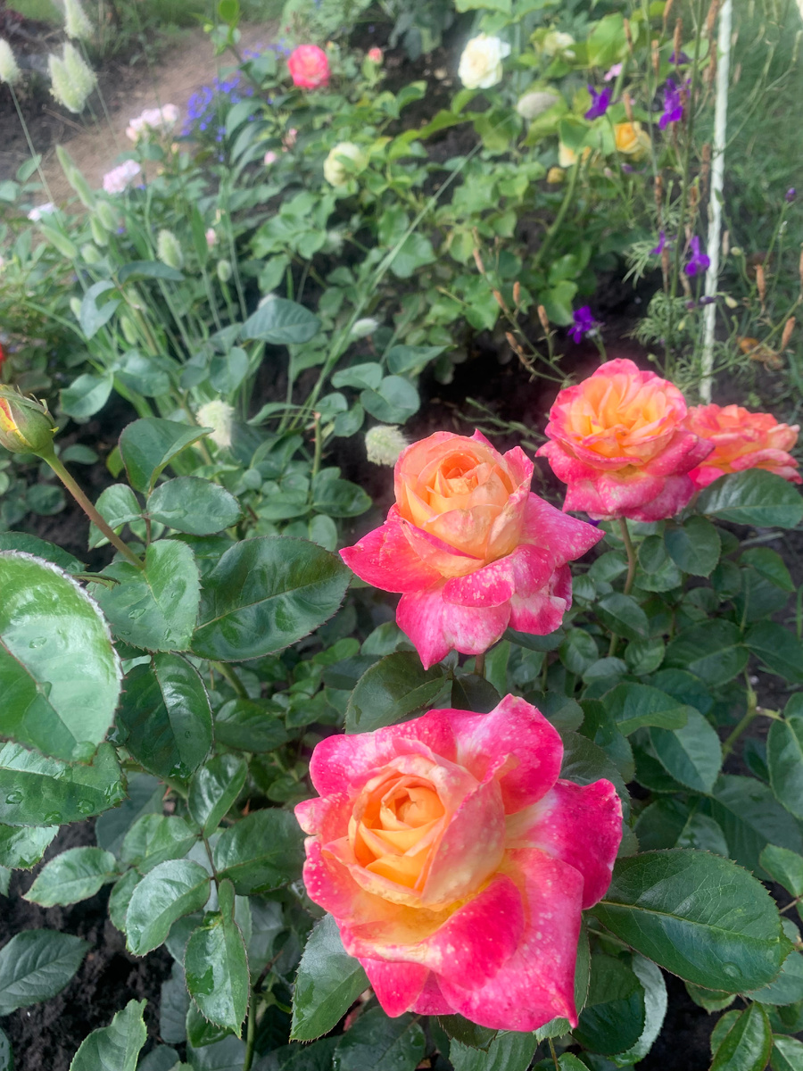 роза Пульман Ориент Экспресс., фото автора