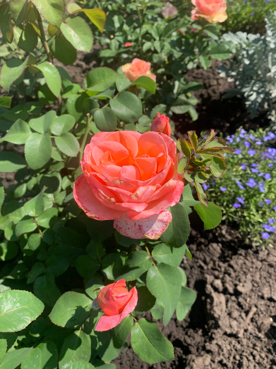 роза Мадемуазель Мейян, фото автора