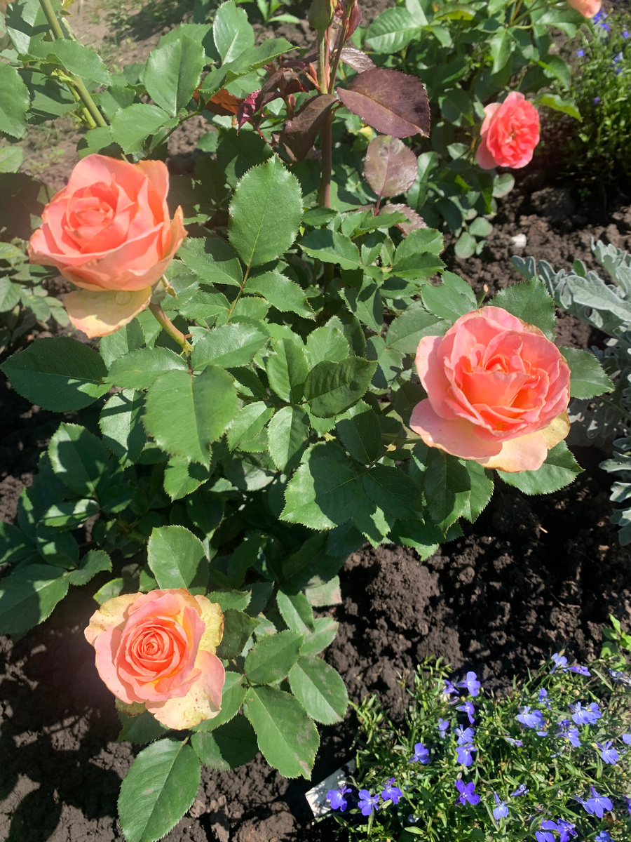 роза Хермоза, фото автора