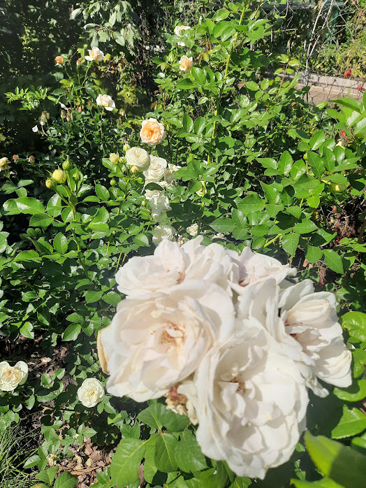 Роза Sweet Blondie (Свит Блонди), фото автора