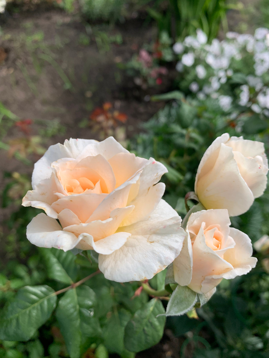 Роза Sweet Blondie (Свит Блонди), фото автора