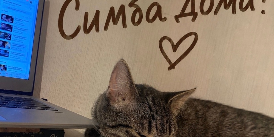😽Симба уехал домой🏡, где его уже ждал друг🦁