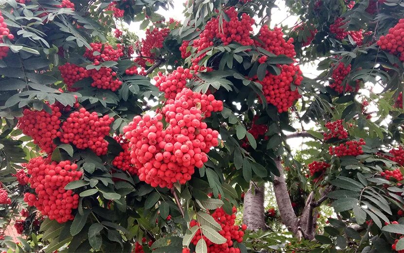    Рябина: как терпкие ягоды помогут сохранить здоровье и молодость