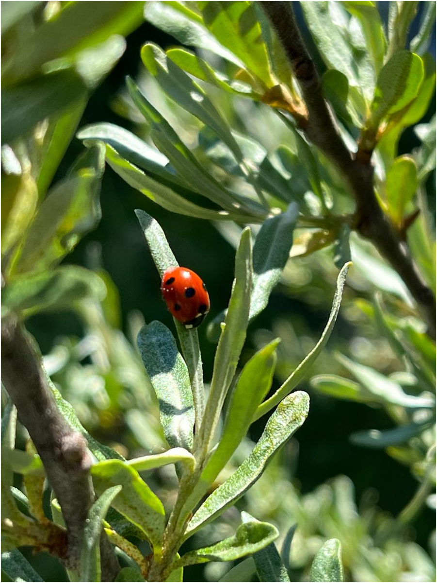 Хорошо летом на солнышке. Фото Бобровкиной-Морковкиной.