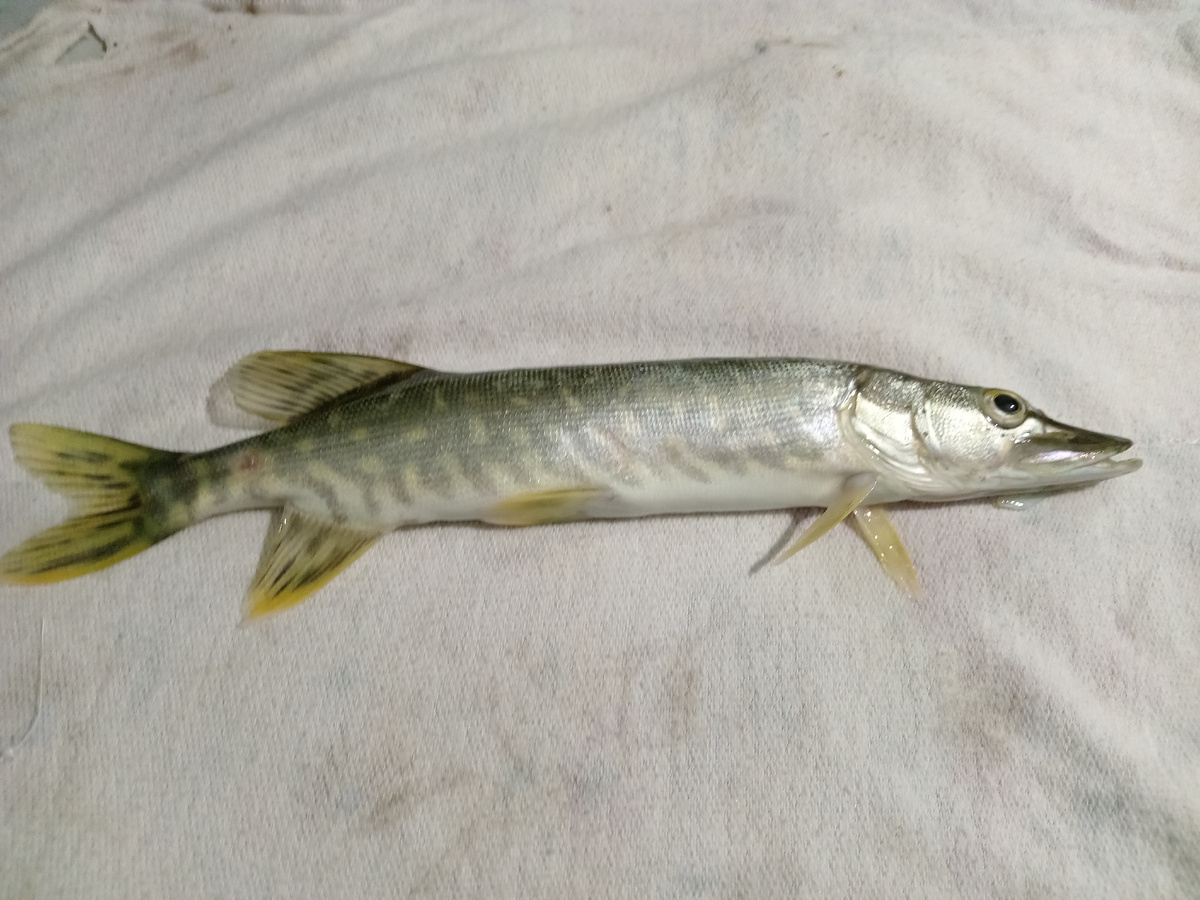 Ещё та щука