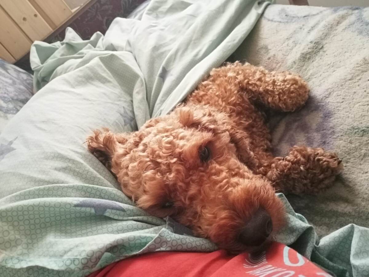 Румпель: - Любишь ли ты меня так, как я тебя?