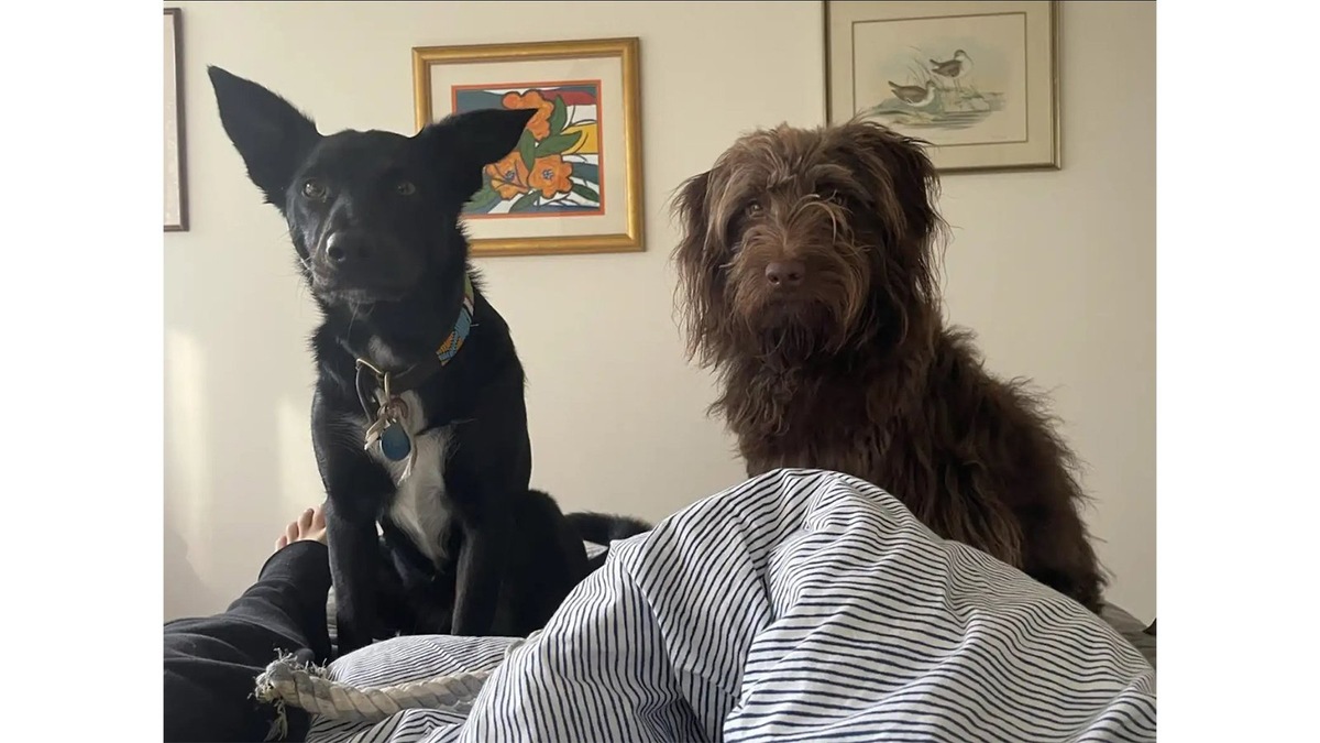 Недавно владелица собак Лили и Донни по имени Maryapc, провела день с собаками на скалистом берегу в Австралии. И взяла с собой несколько мячиков, чтобы развлечь питомцев.