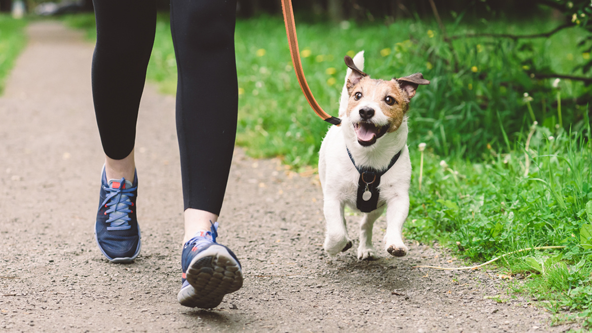 Практически каждая собака сможет стать неплохим компаньоном по бегу. Особенно это актуально для представителей ездовых, гончих и легавых пород.