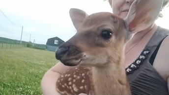 Малышка с козами🦌Замена крыши 🤠 Необходимая Площадь выпаса для КОЗ🐐НАСУШИЛИ...