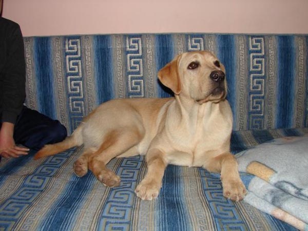 Вторая  версия сообщает, что предки лабрадоров родом с полуострова Лабрадор. А  согласно третьей версии – лабрадоры названы португальцами за их  исключительную работоспособность (labrador по-португальски значит  «труженик»).