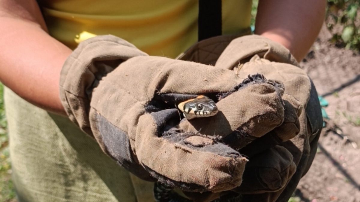 Фото: vk.com/salusryazgmu62