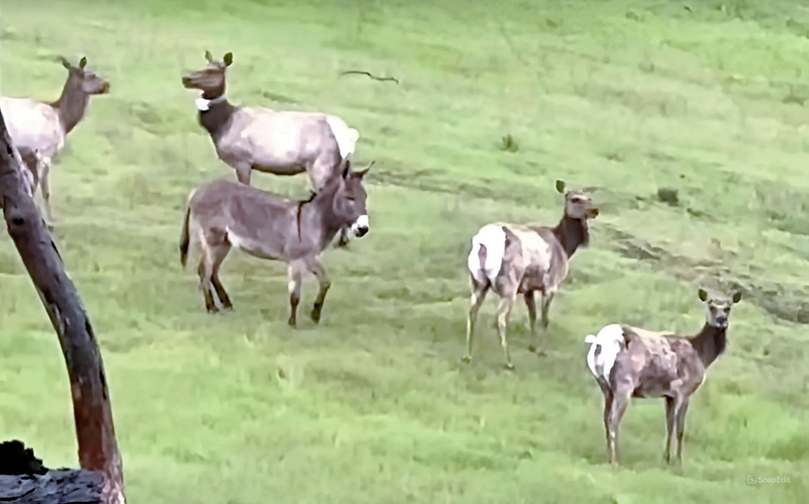 "Ослу закон тайги, увы, не писан!"