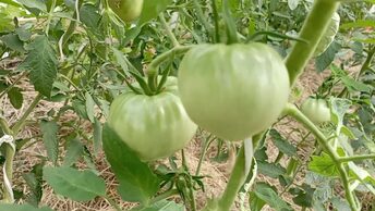 Обзор томатов в теплице 1 июля.