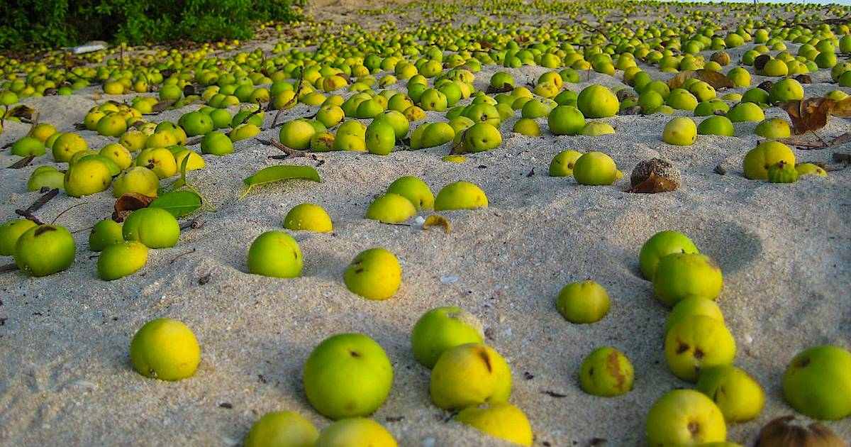 Плоды манцинеллы