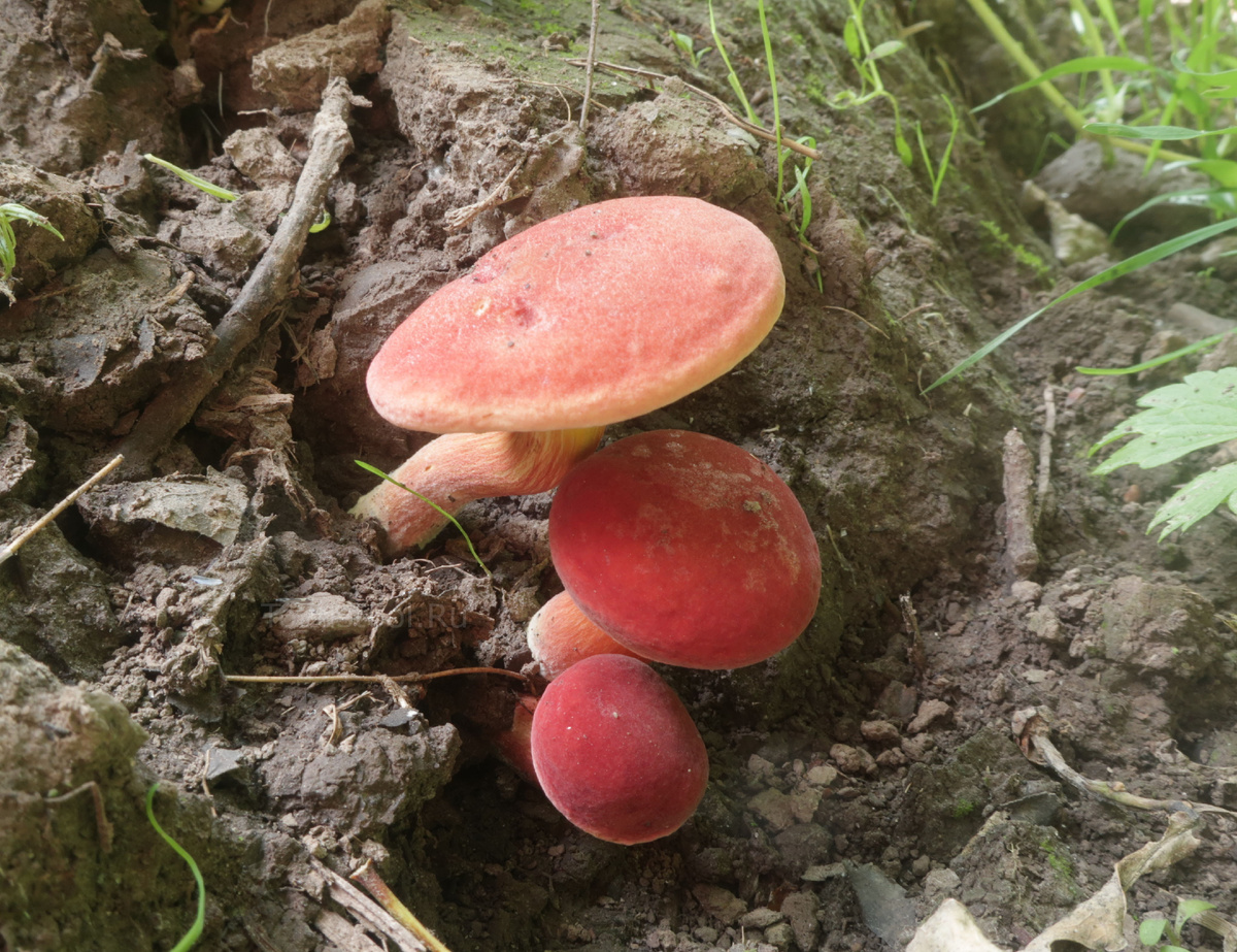 Как с грибами? (24-30 июня). "Белые пишем, лисички в уме" | Это грибы ...