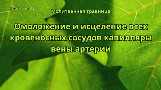 Молитвенная травница. Омоложение и исцеление всех кровеносных сосудов капилляры, вены, артерии.