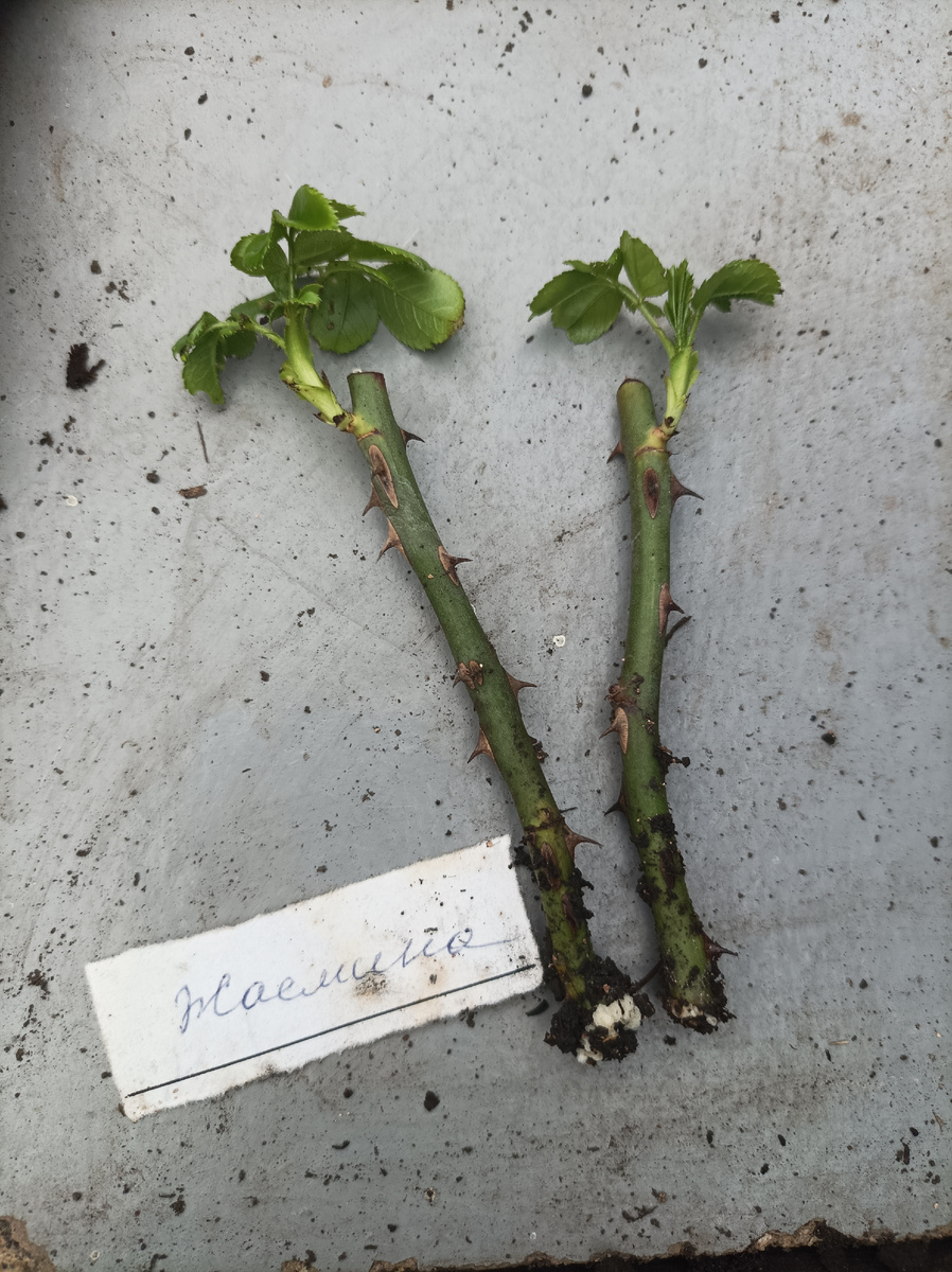 4 июня 2024 г, на черенках начал образовываться каллюс