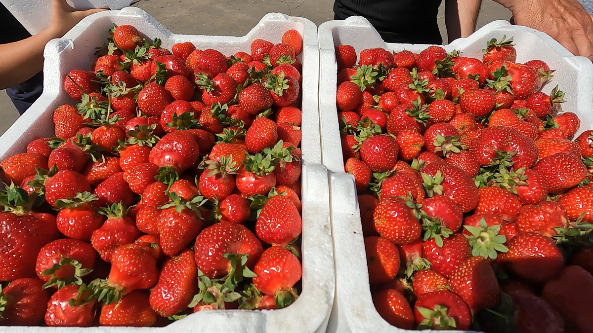    Фестиваль «Подозерская клубника»