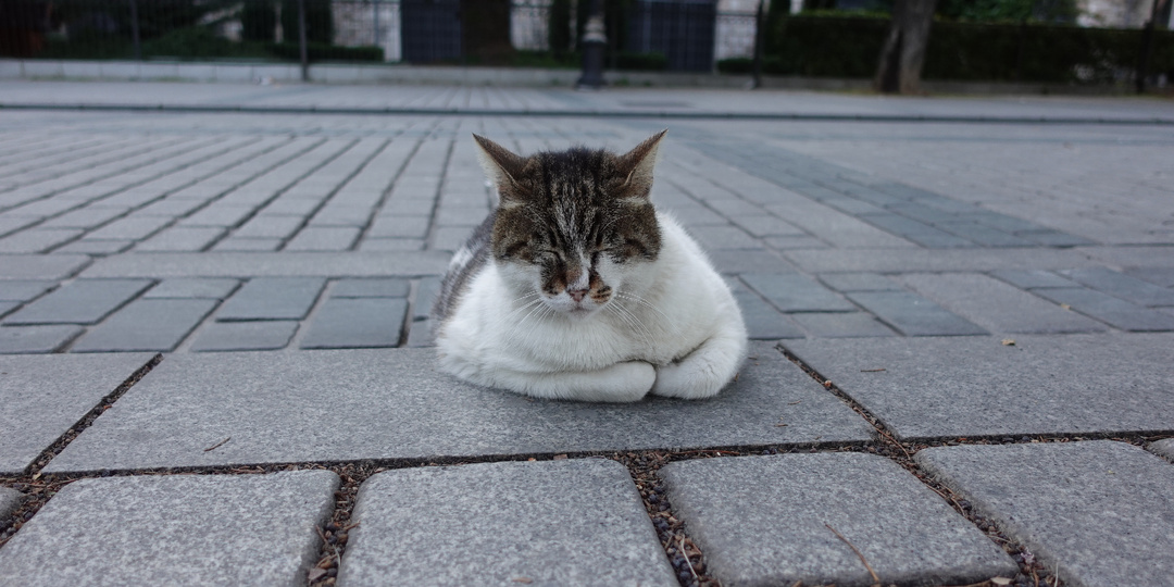 Давайте познакомимся!