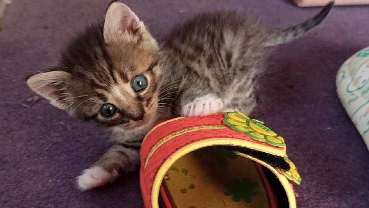 Фотография нашего котенка Максика