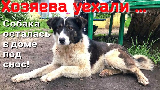 💔Хозяева бросили собаку в доме под снос Новосибирск Альме некуда идти /срочно ищем дом /передержку