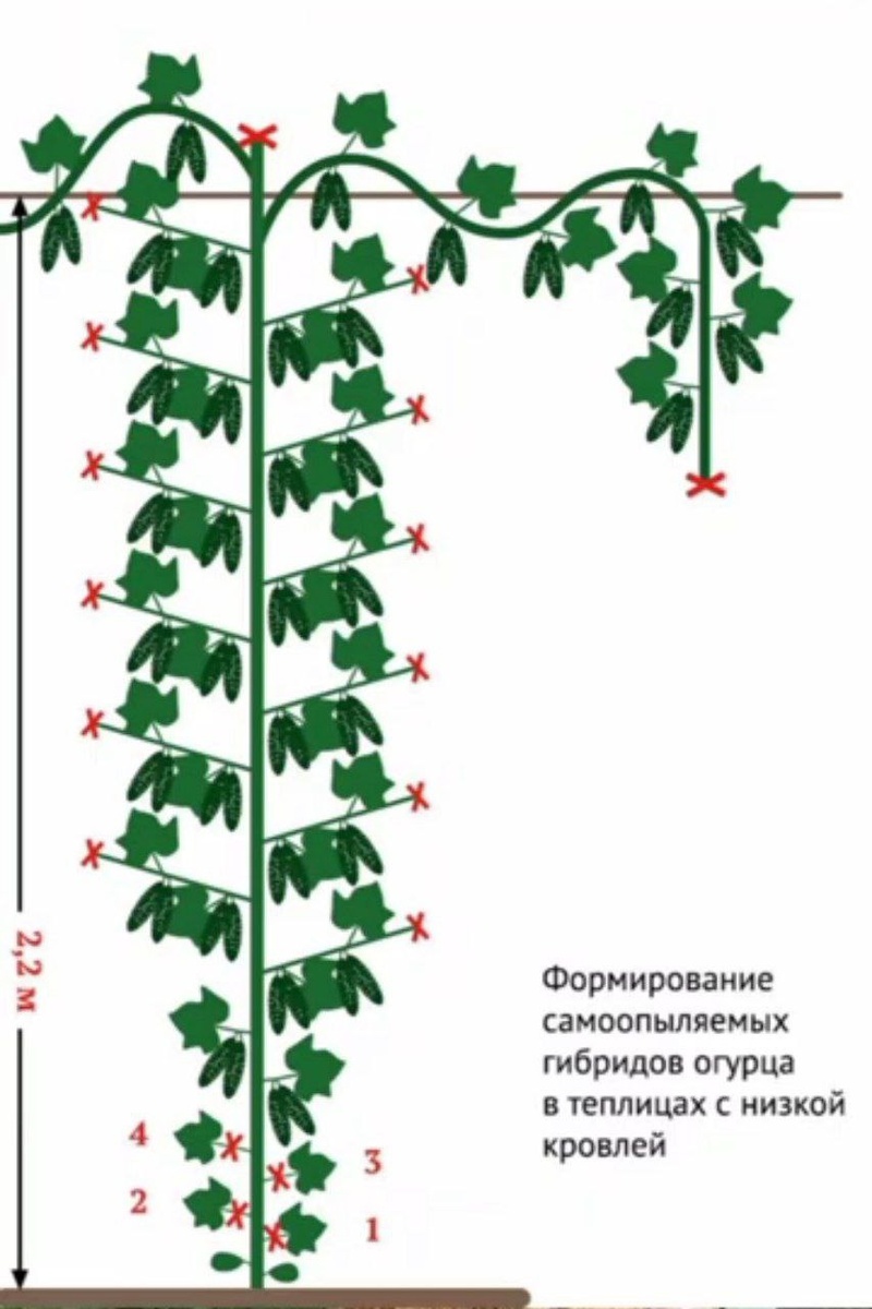 Стоит помочь в формировании или всё-таки дать огурчикам больше самостоятельности? Обсудим!  ✅Способ номер один: ведем огурчик в один стебель, при этом удаляем все пасынки.-2