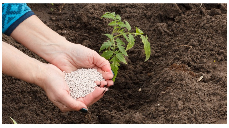 Растение запасается солями азотной кислоты – нитратами. Чем больше в почве азота, тем выше уровень нитратов. 