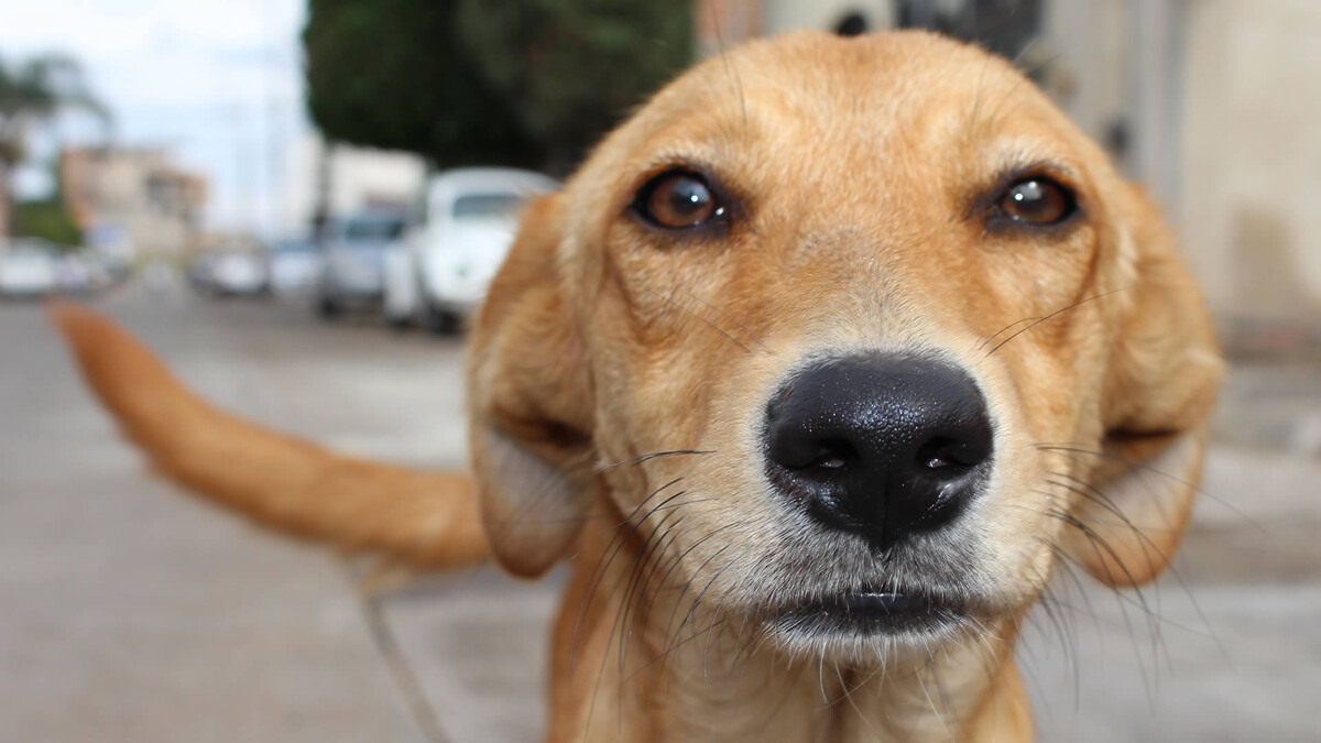 Собака? Жара? Опасность? Не поверите, но есть огромное количество людей, которым вообще ни черта в этом не понятно. Фото Fer Galindo/Pixabay