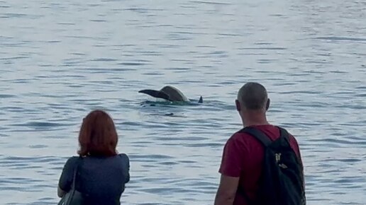 Дельфин зашел в порт