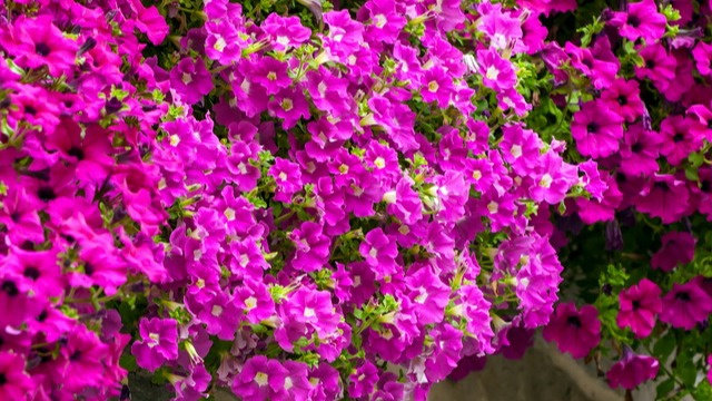 Петуния – один из лучших цветущих однолетников. 