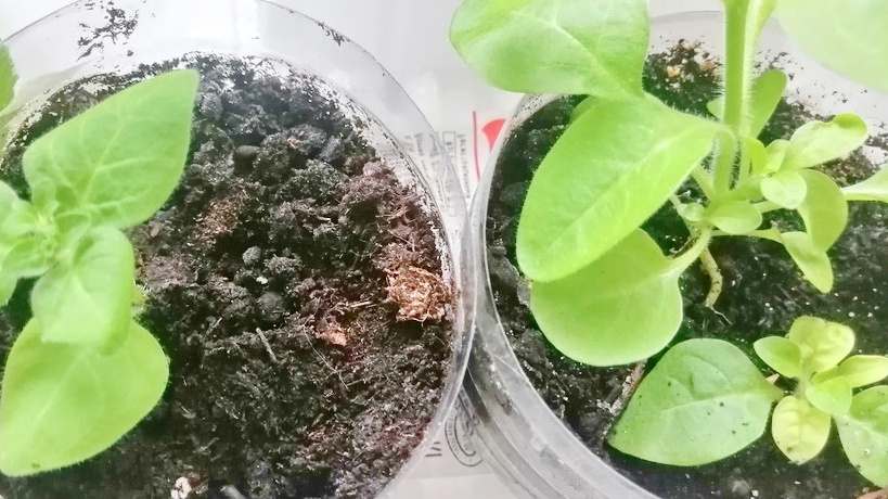 Вначале посев семян проводится в горшок, небольшой по объему. Для длительного и обильного цветения важно предоставить достаточно пространства для корневой системы. 