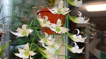 Летнее цветение орхидей 2024 год. Часть 1