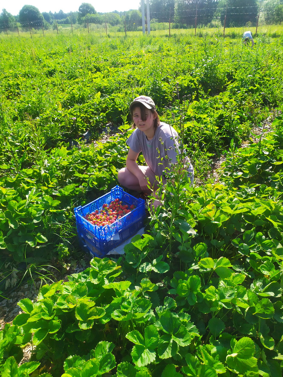 Клубника  уже отходит. После сборщиков ягода  мелкая или с бочками 