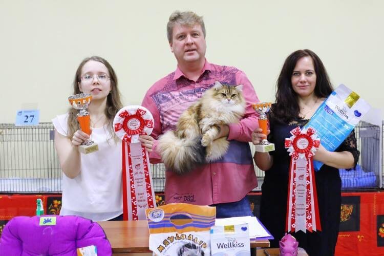 Nordskjaerets Wincent Filosen, окрас черный золотой мраморный