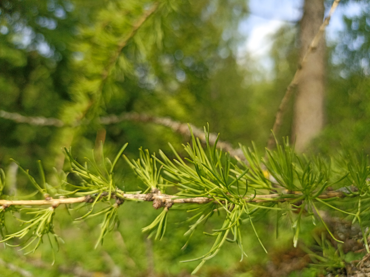 Зеленые краски лета