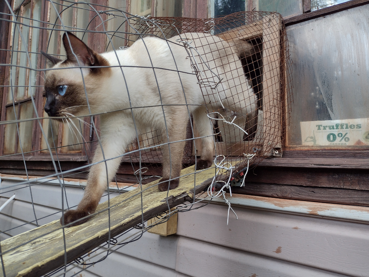 Оливка осваивает вольер