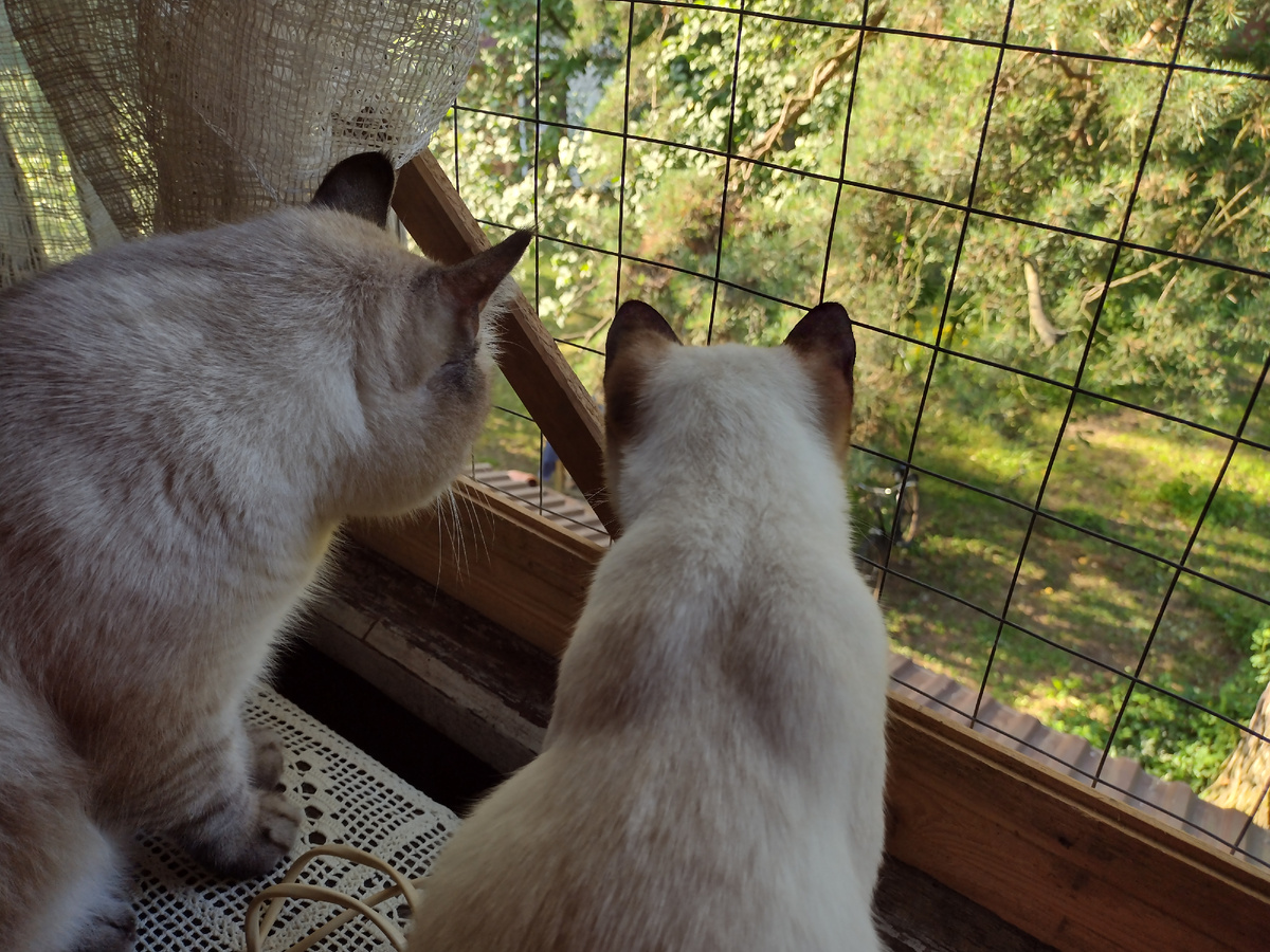 Котики наблюдают со второго этажа за птичками