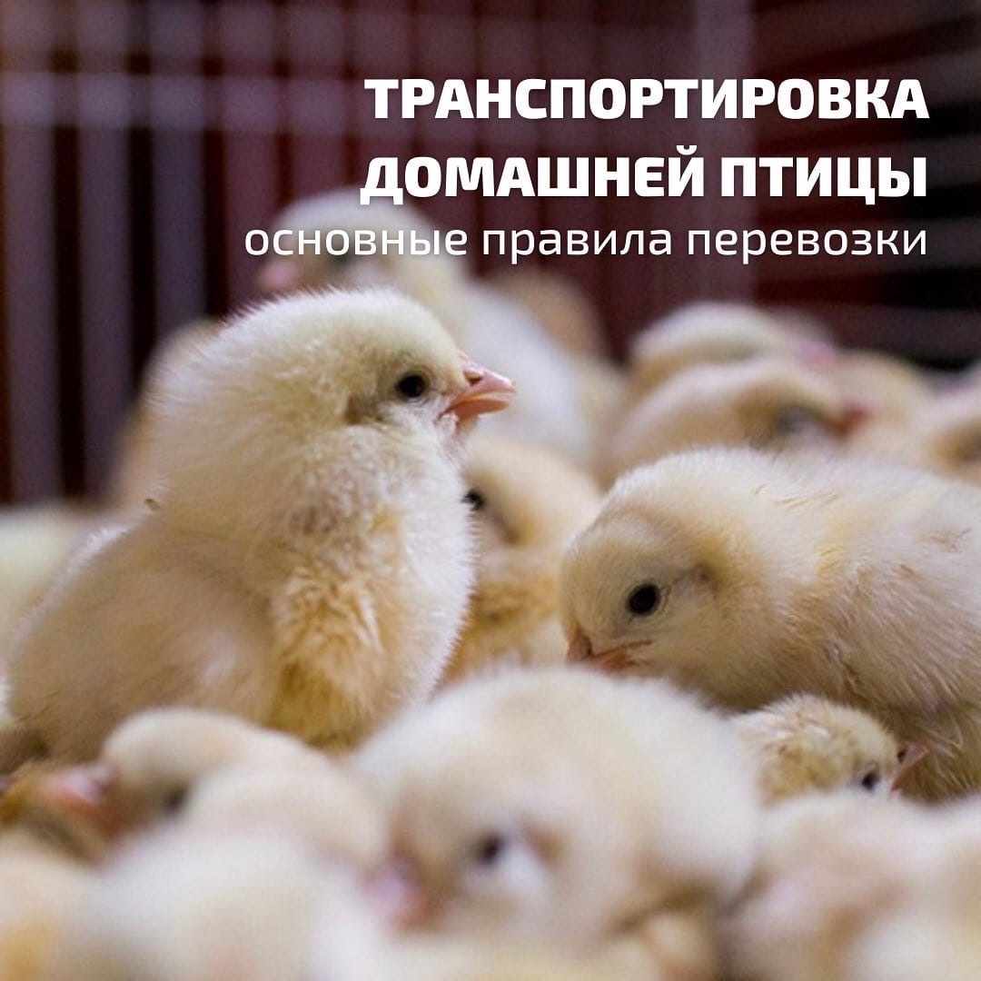 Транспортировка домашней птицы: правила и вспомогательные средства
