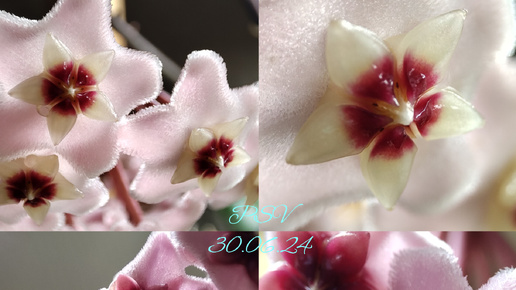 ХОЙИ первое цветение Карноза, Obovata variegata splash